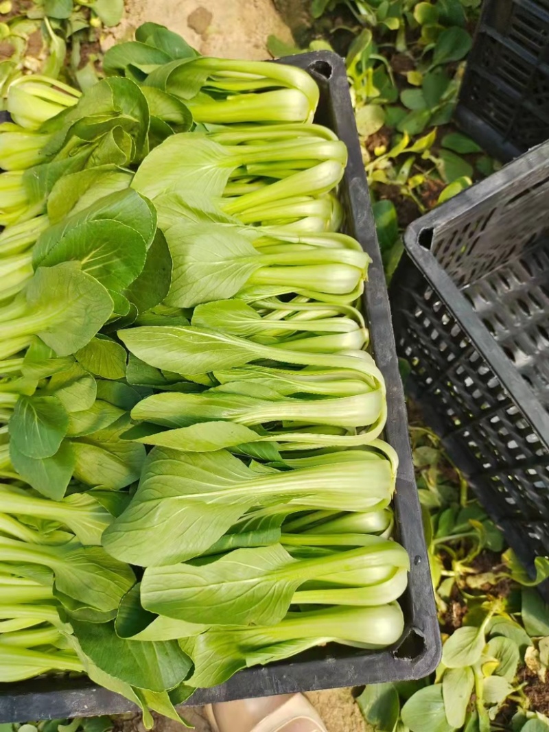 [推荐]精品大棚露天中小颗油菜，产地直发，质量保证