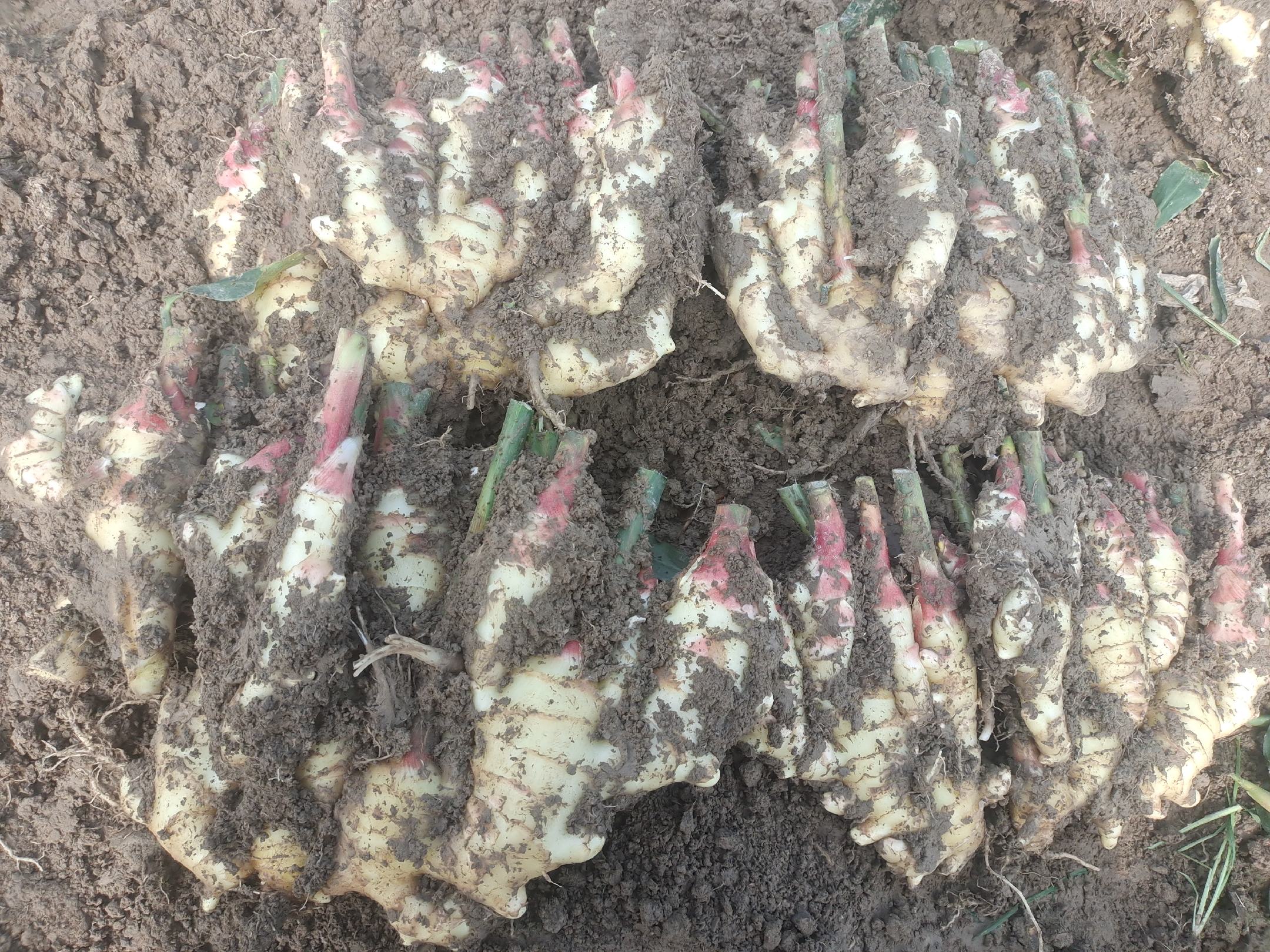 云南文山老虎姜采收现场