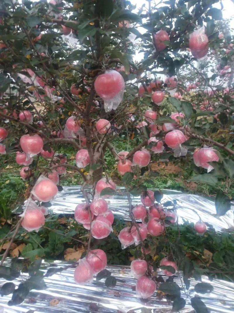 【精选】临猗精品苹果冰糖心苹果大量供应诚信代收量大从优