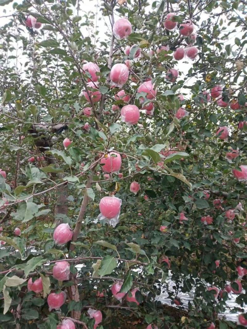 【热卖】苹果精品红富士苹果规格齐全电商供应量大优惠