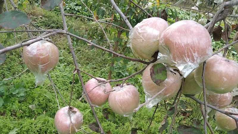 【热卖】苹果精品红富士苹果规格齐全电商供应量大优惠