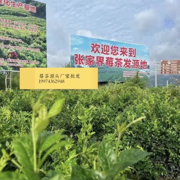 张家界莓茶