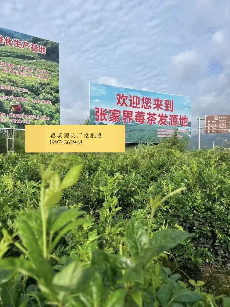 张家界莓茶