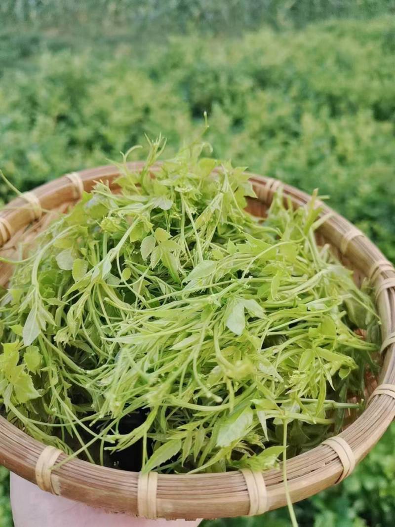 张家界莓茶