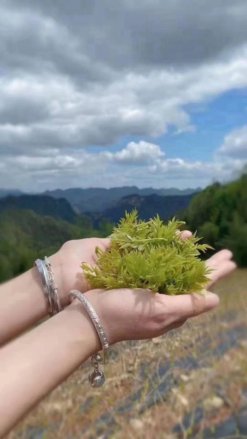 张家界莓茶