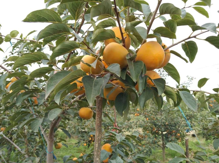 阳丰脆柿果园实景图