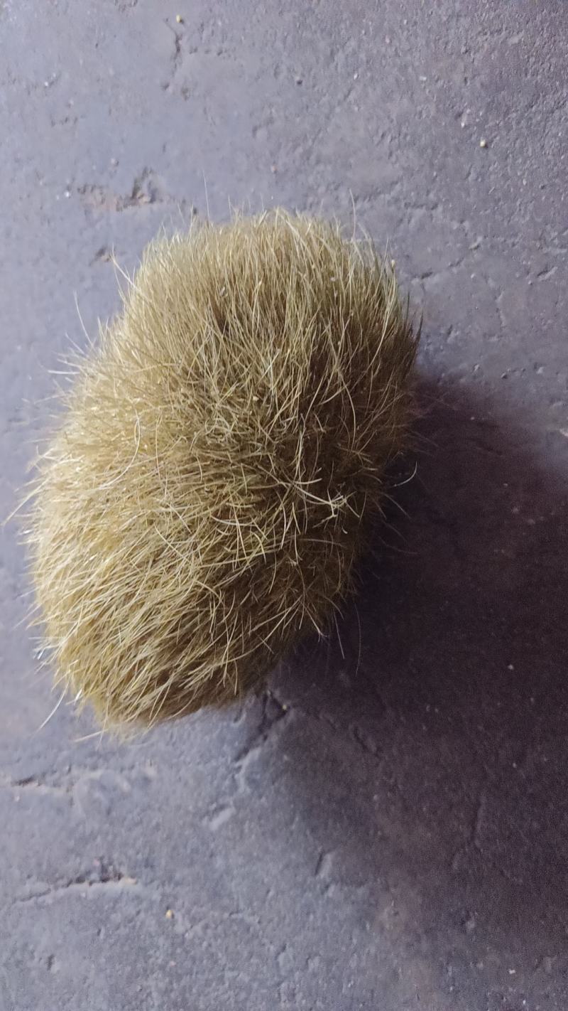 猪宝
