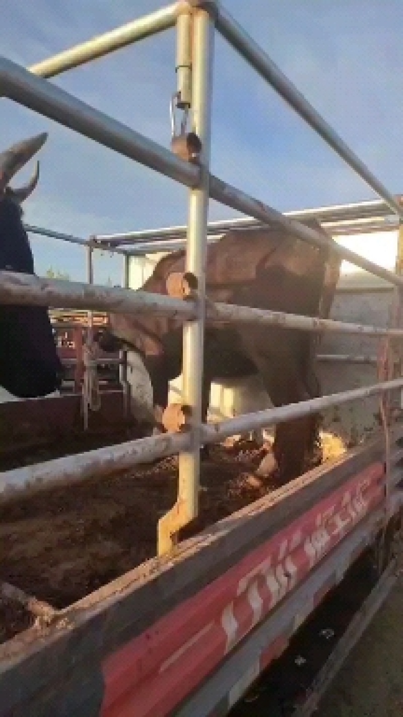 活牛
