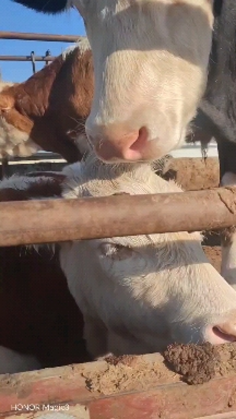 活牛
