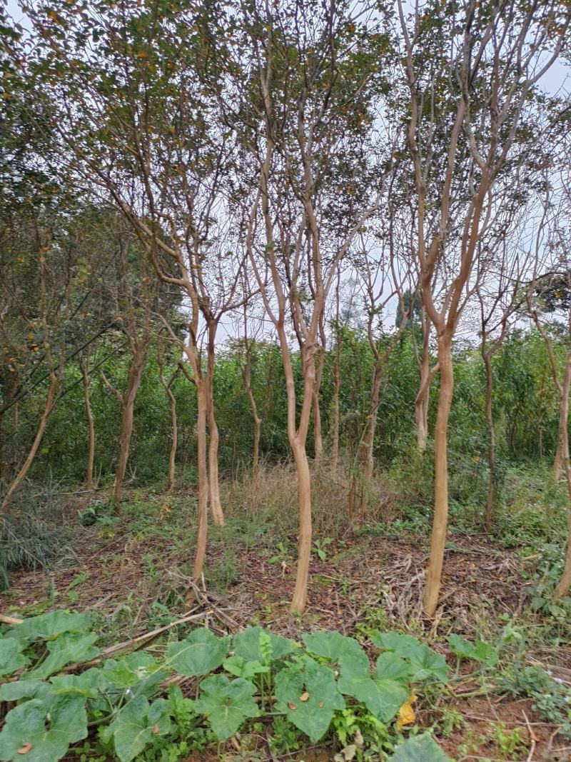 紫荆花大树5到10公分可带土球有需要的请联系