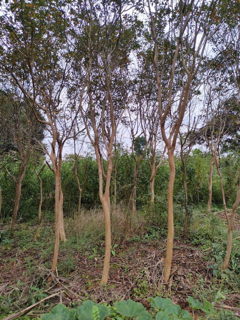 紫荆花大树5到10公分可带土球有需要的请联系