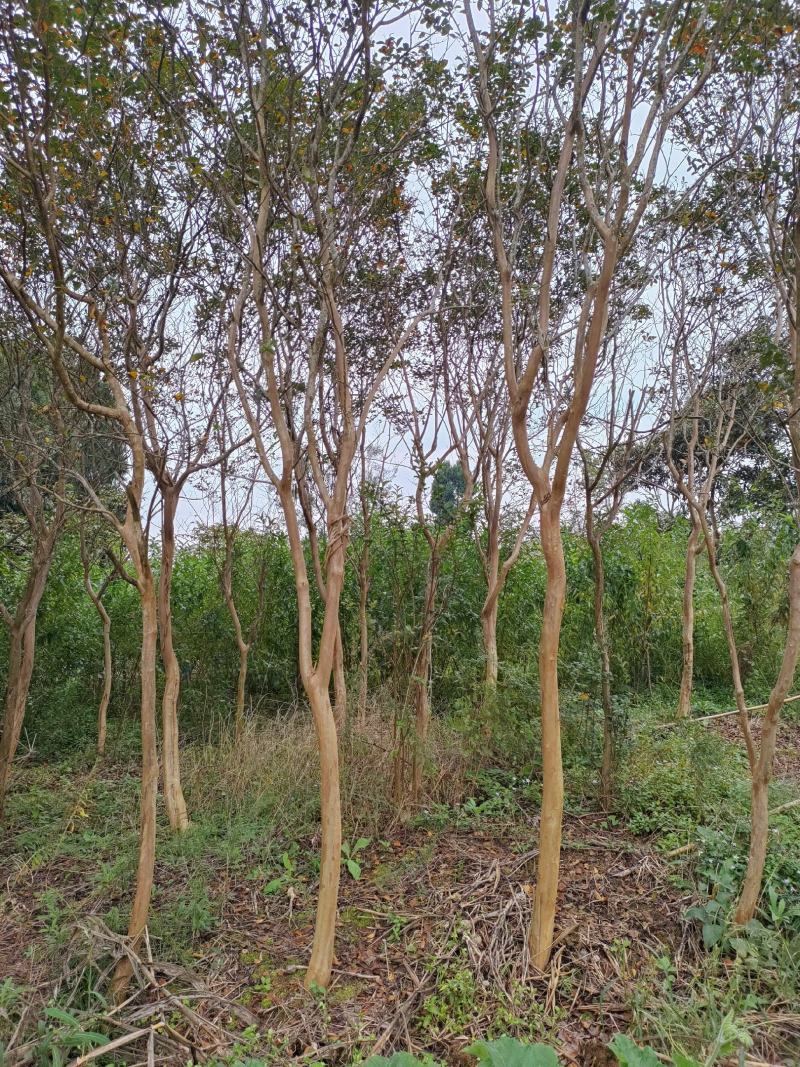 紫荆花大树5到10公分可带土球有需要的请联系