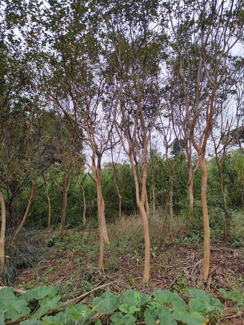 紫荆花大树5到10公分可带土球有需要的请联系