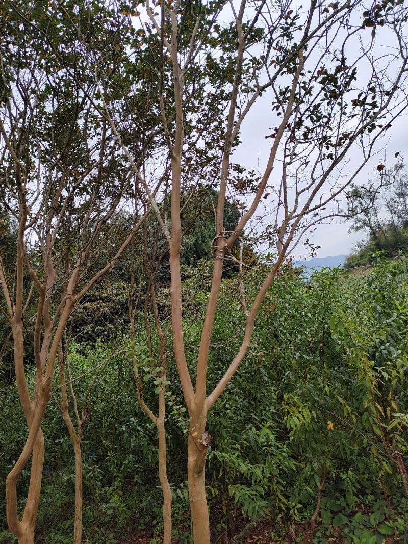 紫荆花大树5到10公分可带土球有需要的请联系