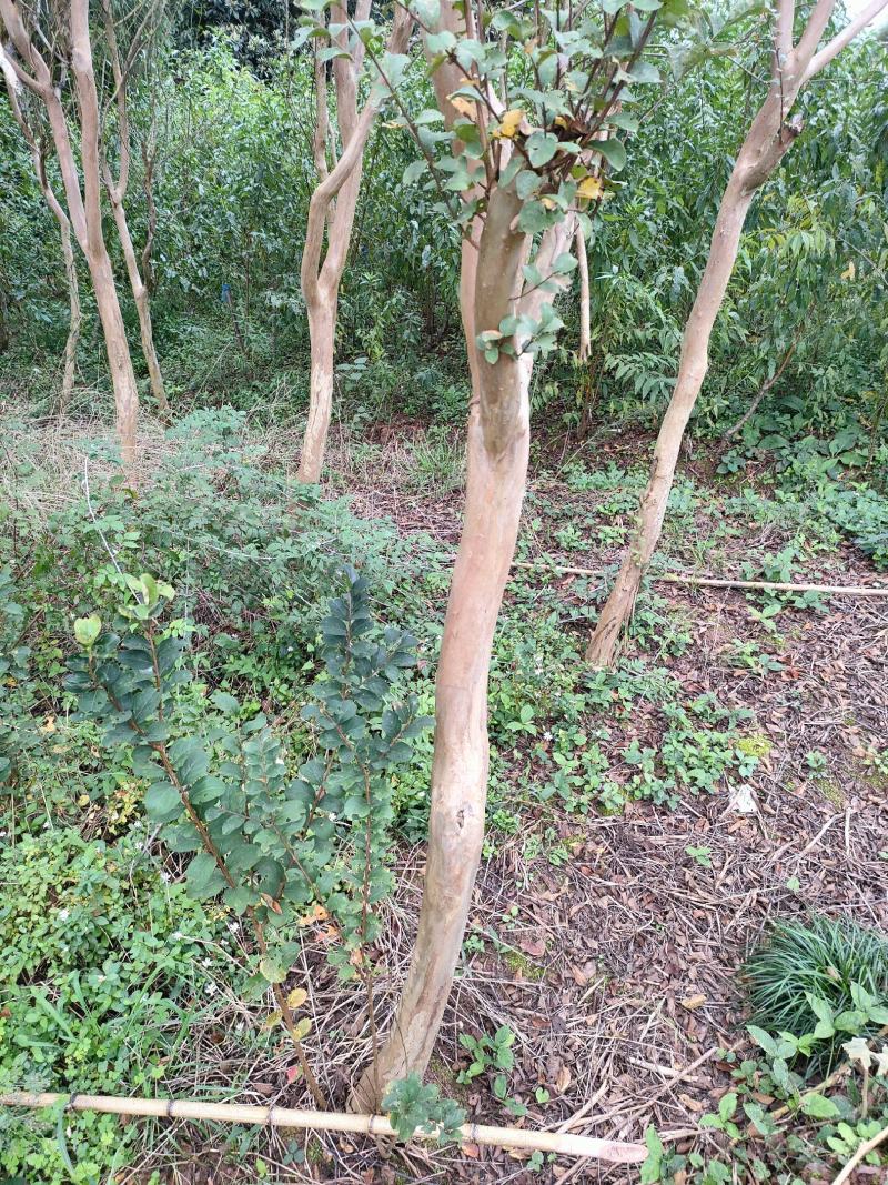 紫荆花大树5到10公分可带土球有需要的请联系