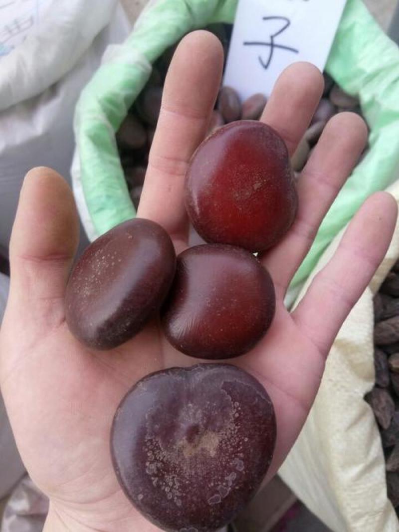 木腰子，阴阳子，过江龙子，产地直发，实拍现货