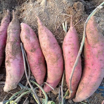 河南新鲜山芋沙地西瓜红蜜薯2023年新红皮红心红薯