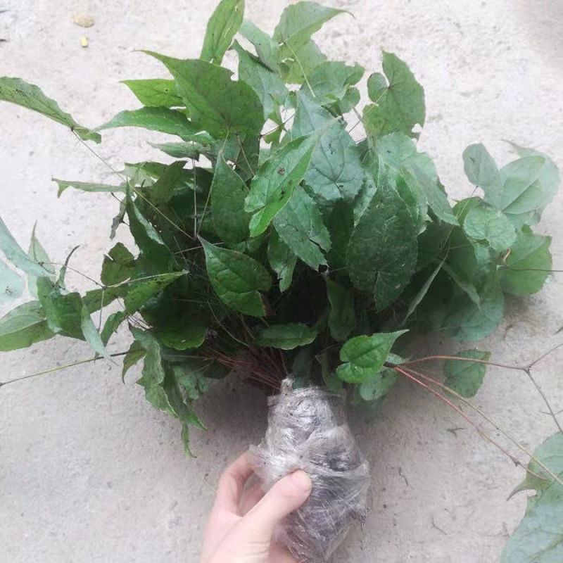 秦岭野生淫羊藿苗