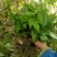 秦岭野生淫羊藿苗