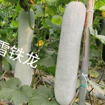 长条粉皮冬瓜冬瓜种子雪铁龙厂家发货品质保证