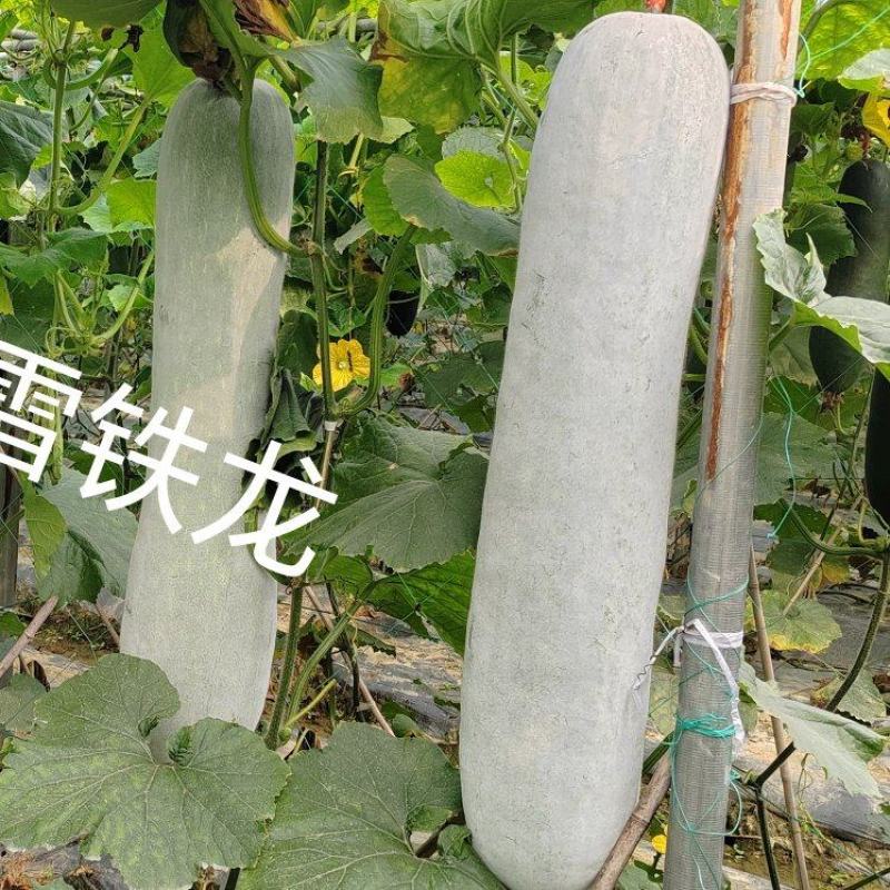 长条粉皮冬瓜冬瓜种子雪铁龙厂家发货品质保证