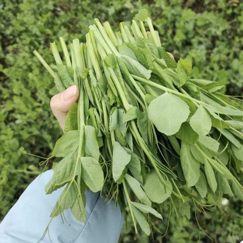 一年四季都有，豌豆尖种植户精品豌豆尖掐得短