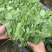 一年四季都有，豌豆尖种植户精品豌豆尖掐得短