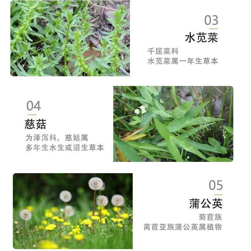 56%二甲四氯钠2甲二钾4氯钠玉米田阔叶草杂草除草剂