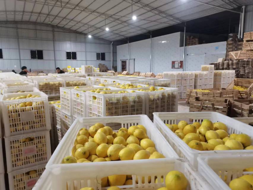 四川尤力克柠檬包装与运输