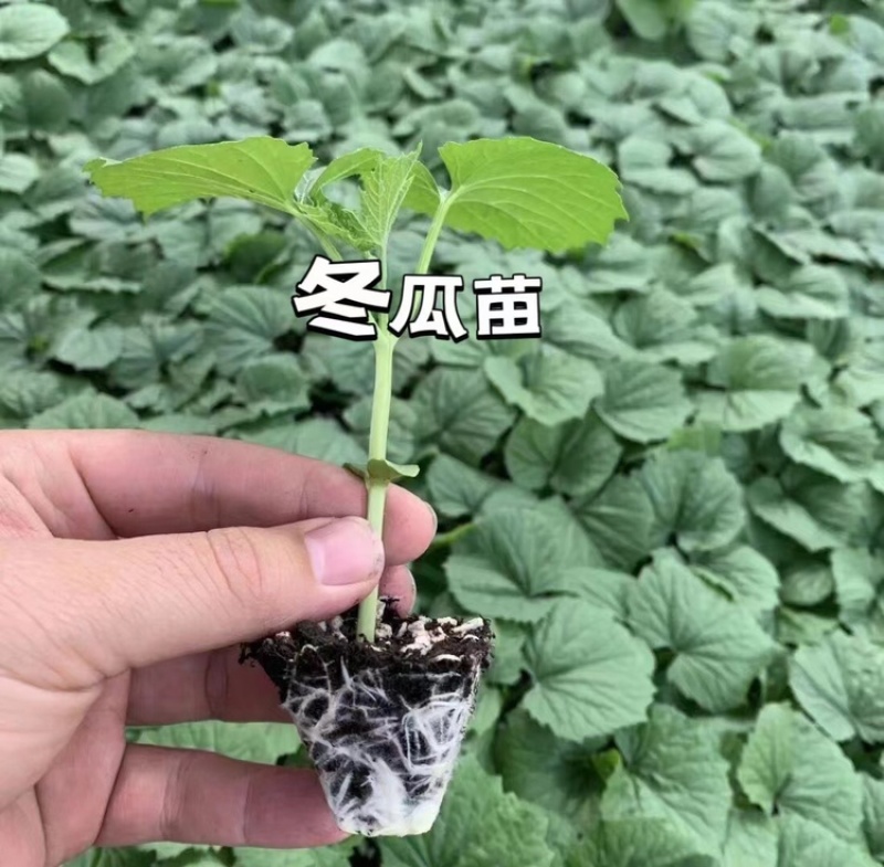 各类蔬菜苗培育/代育