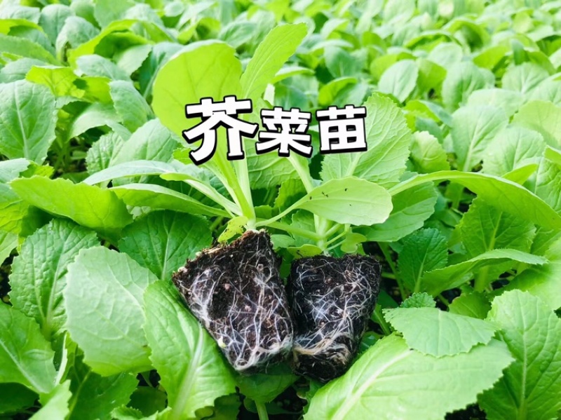 各类蔬菜苗培育/代育