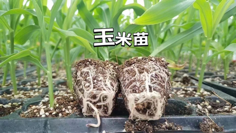 各类蔬菜苗培育/代育