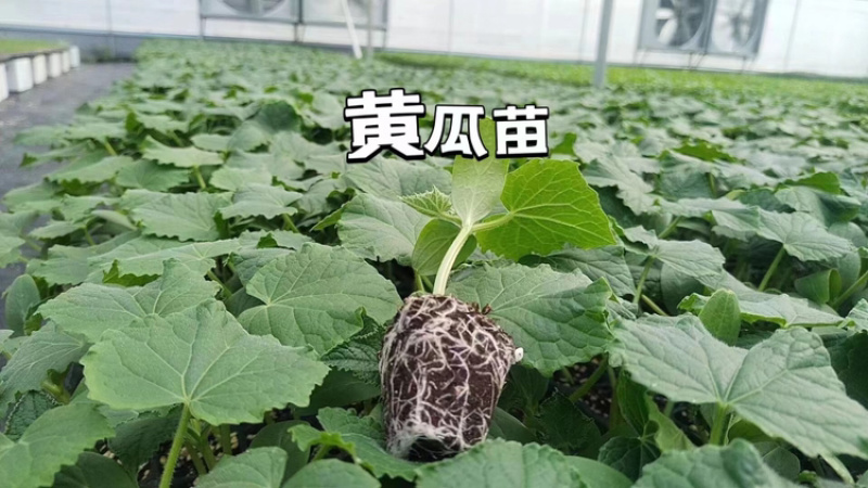 各类蔬菜苗培育/代育
