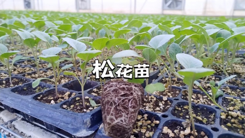 各类蔬菜苗培育/代育