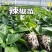 各类蔬菜苗培育/代育