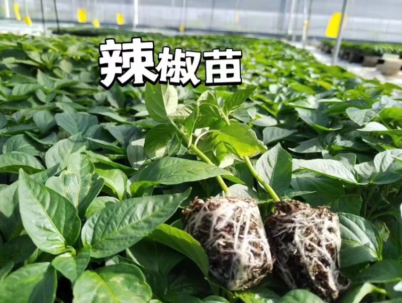 各类蔬菜苗培育/代育