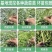 各类蔬菜苗培育/代育