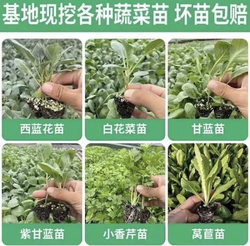 各类蔬菜苗培育/代育