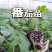 各类蔬菜苗培育/代育
