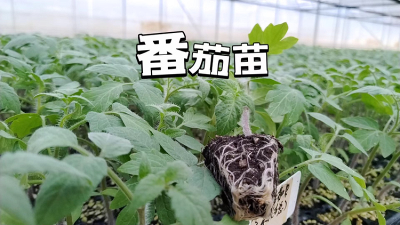 各类蔬菜苗培育/代育