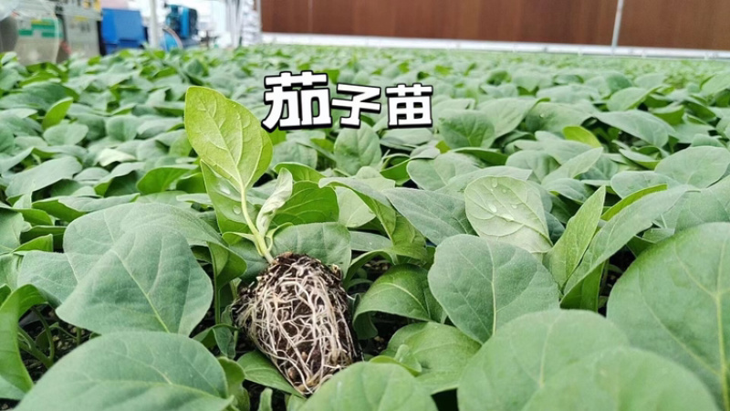 各类蔬菜苗培育/代育