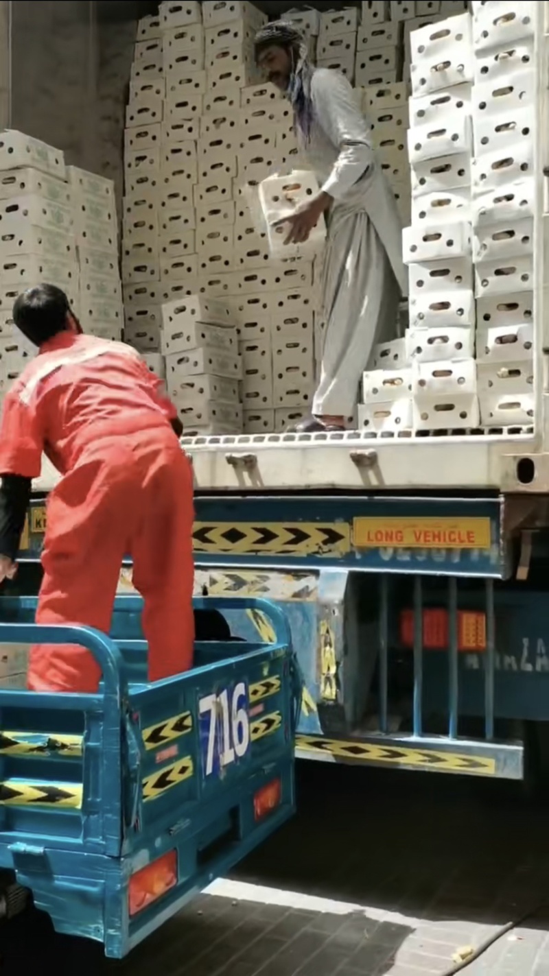 四川萝卜白萝卜长萝卜象牙白出口加工贸易大量供应白玉萝卜