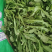 荠菜野生荠菜货源充足量大优惠