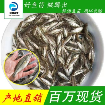 鲲腾加州鲈鱼苗高品质生态养殖全国供应技术支持
