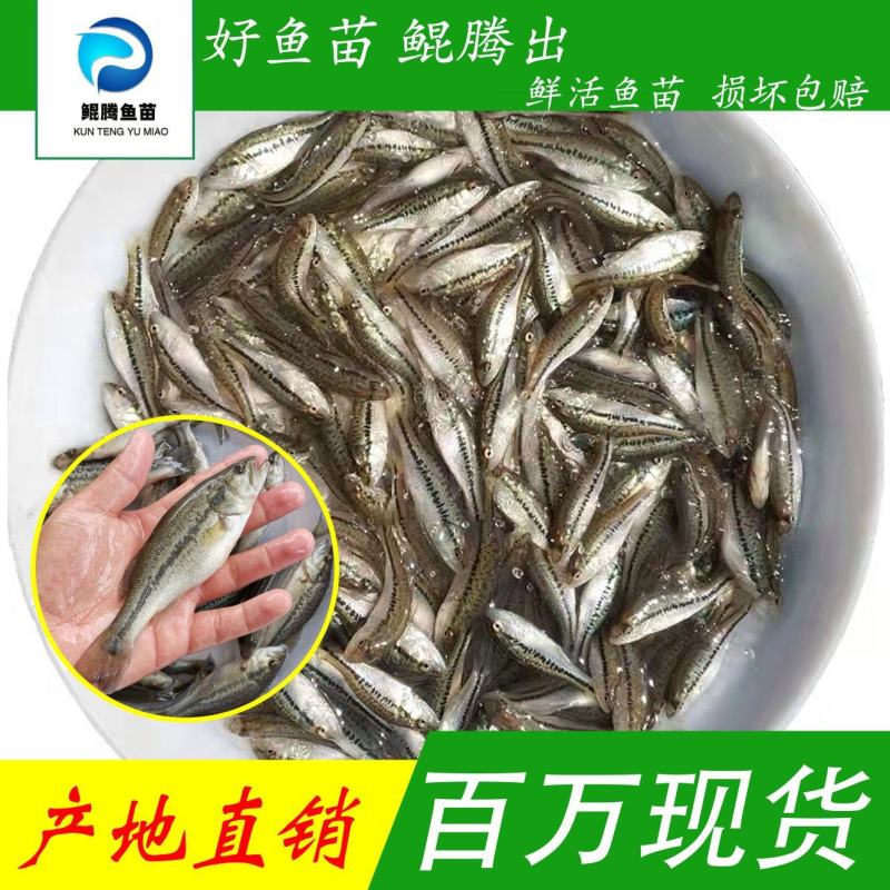 鲲腾加州鲈鱼苗高品质生态养殖全国供应技术支持