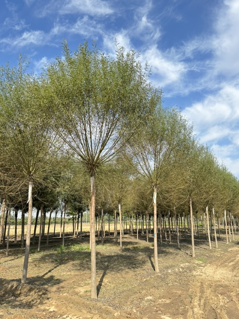 馒头柳基地