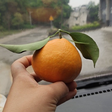 爱媛果冻橙