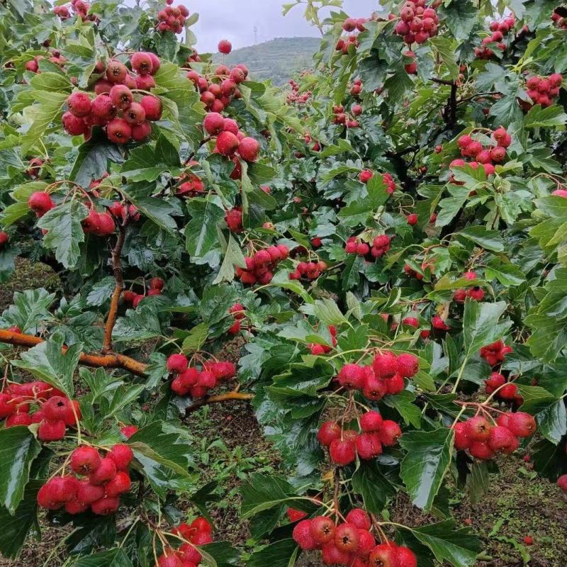 山楂，歪把，产地直发，山楂代办，大量现货，原产地