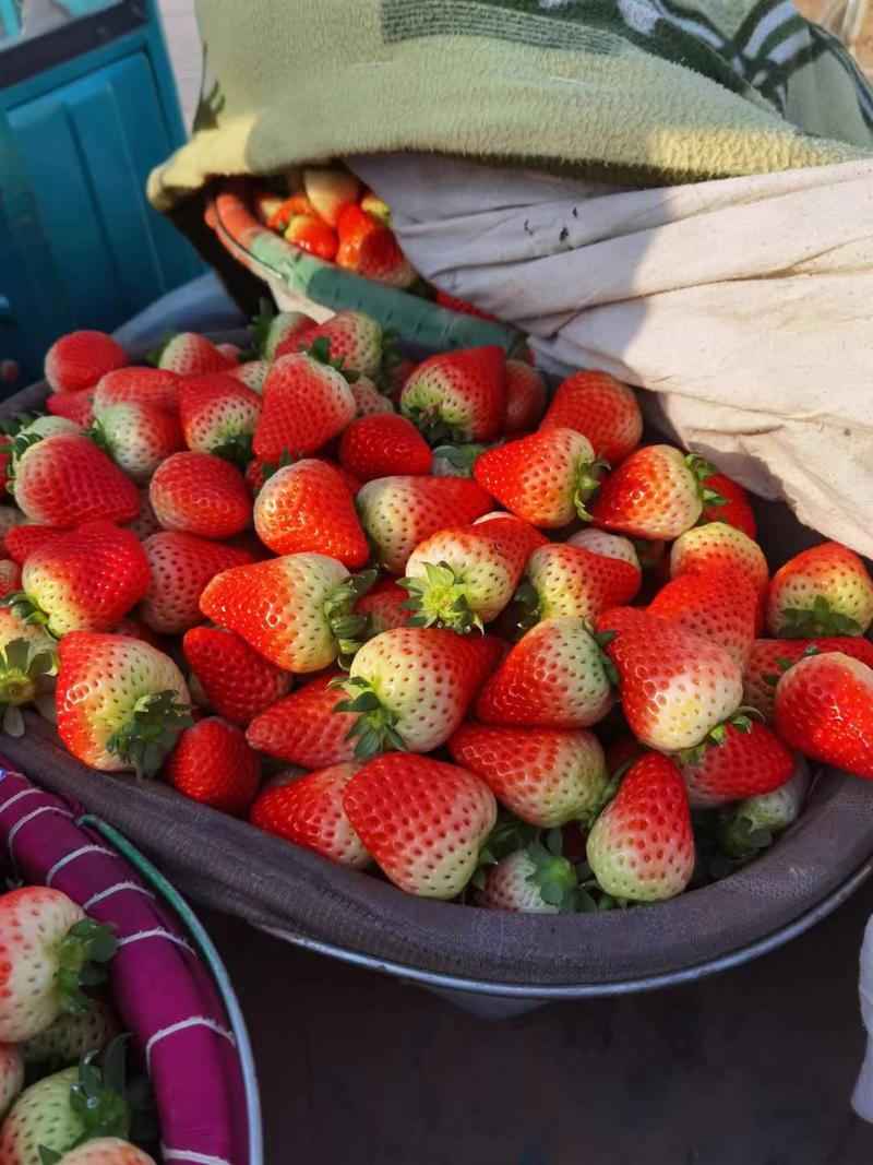 江苏徐州宁玉草莓大量上市产地直发新鲜采摘对接全国客商