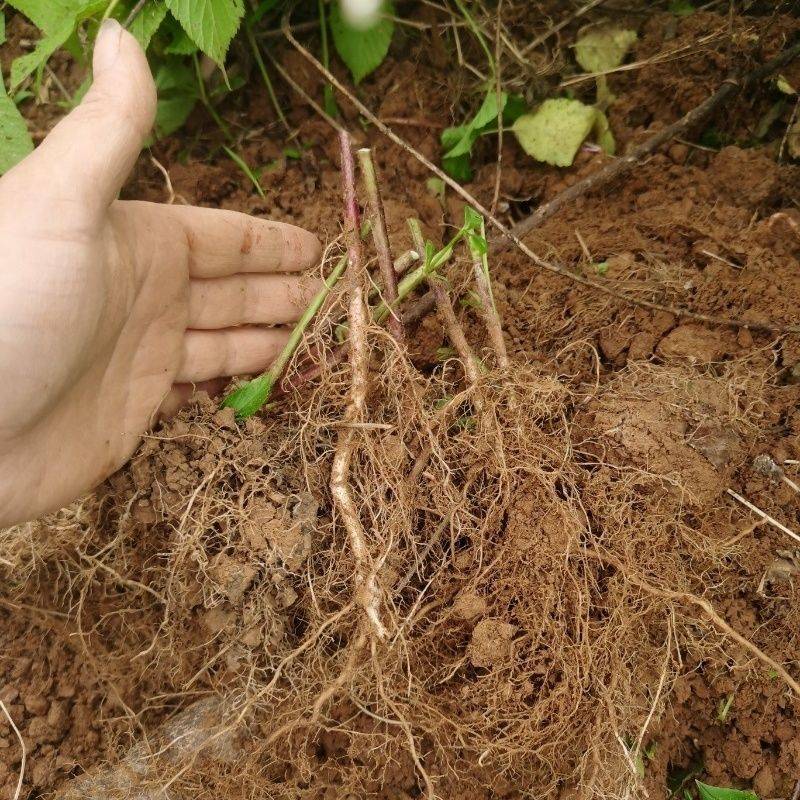 野生空心泡刺泡三月泡蓬藻悬钩孑开花挂果庭院阳台好养易活绿